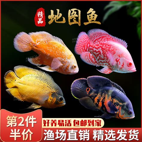 花羅漢風水|风水鱼之花罗汉：体型独特、祥瑞端庄